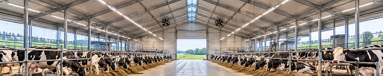 Éclairage LED pour bâtiments d'élevage